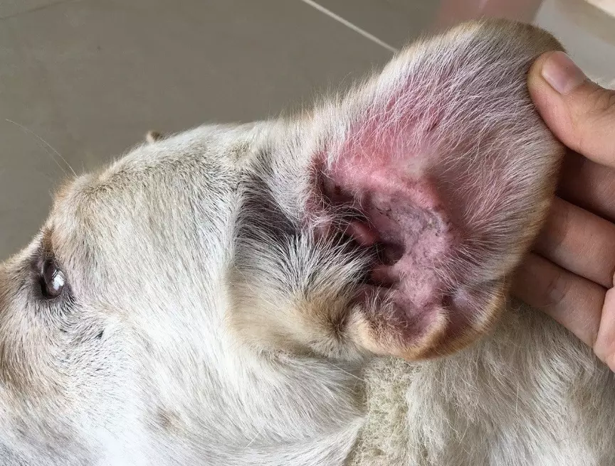 ear infection in dogs