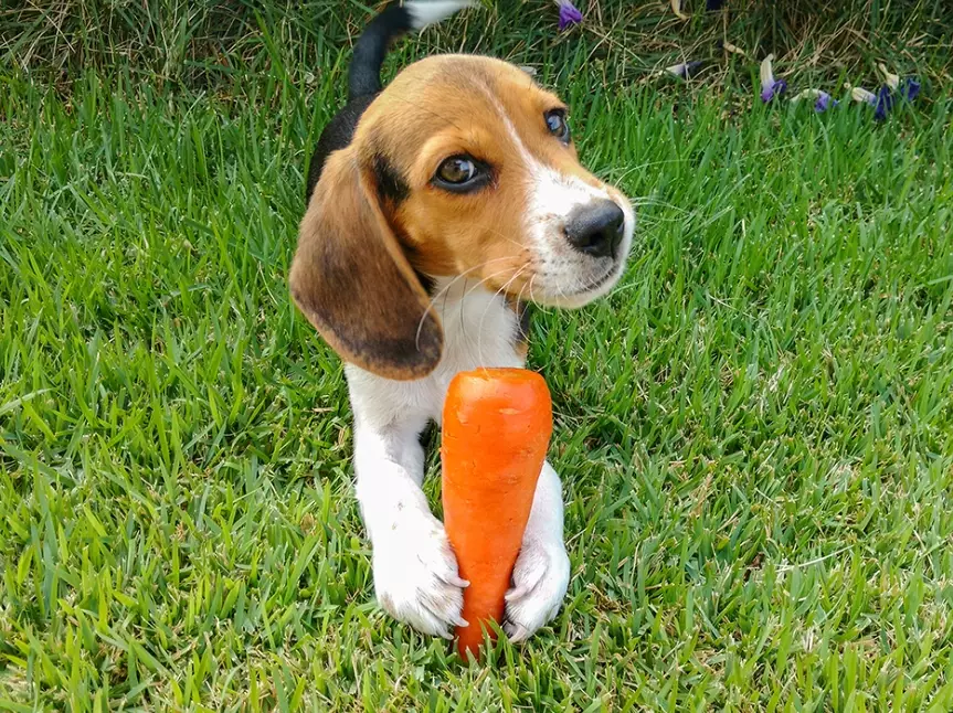 are carrots good for dogs