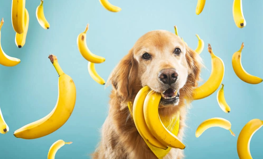 bananas for dogs