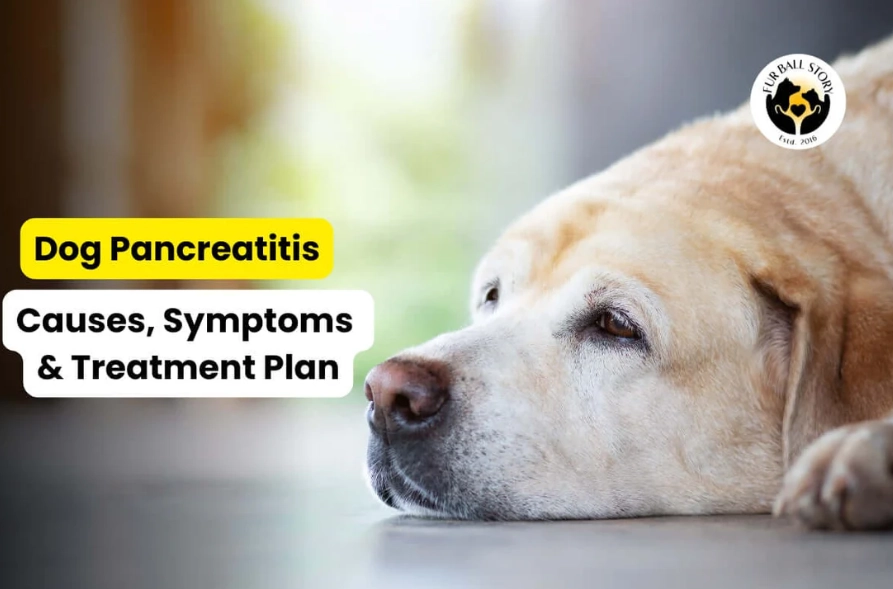 dog pancreatitis symptoms