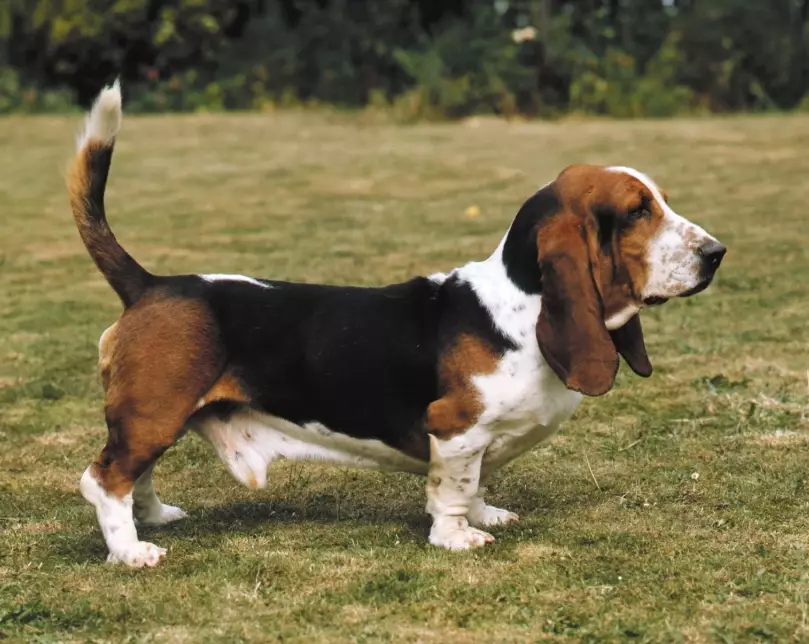 basset hound health problems
