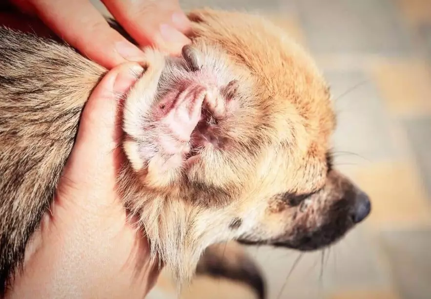 how to clean dog ears