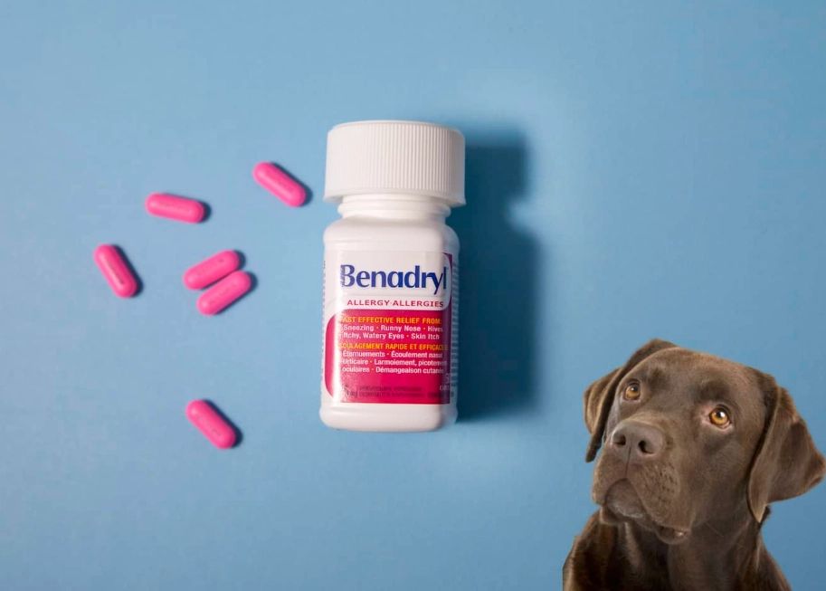 benadryl dosage for dogs