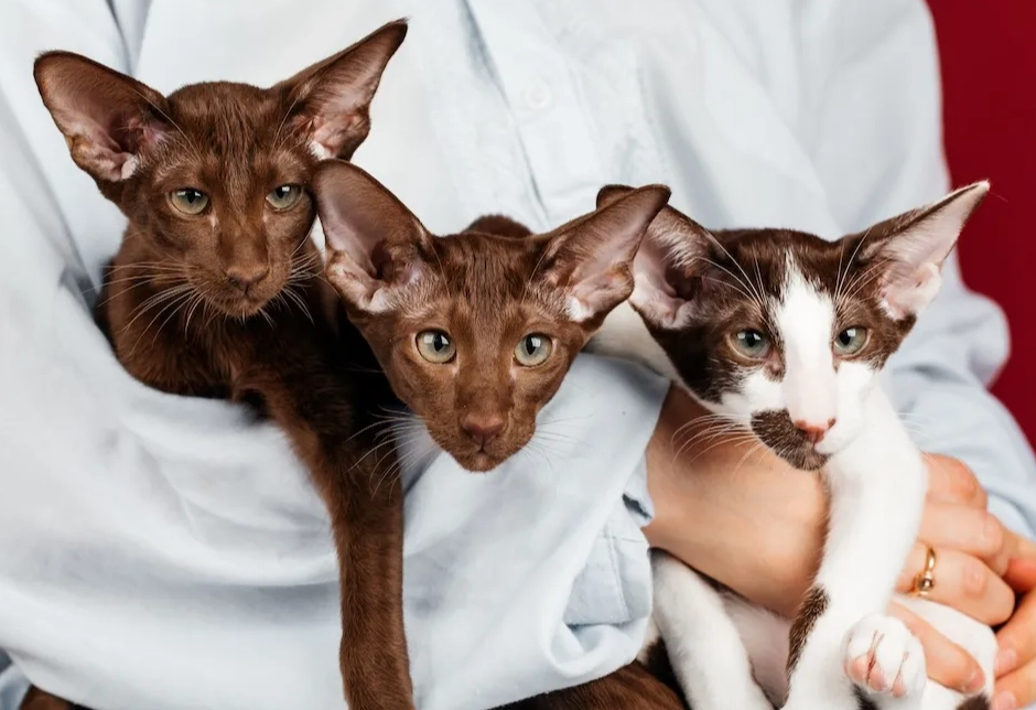 oriental shorthair personality