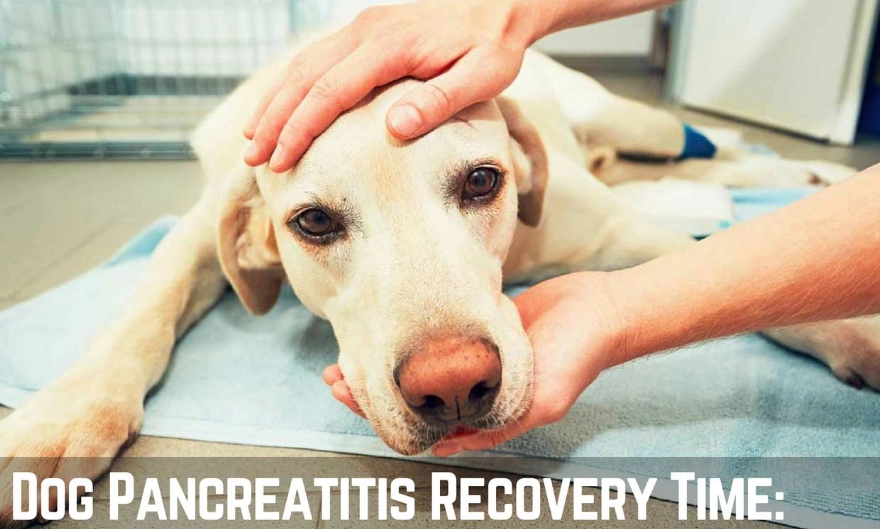 acute pancreatitis in dogs treatment