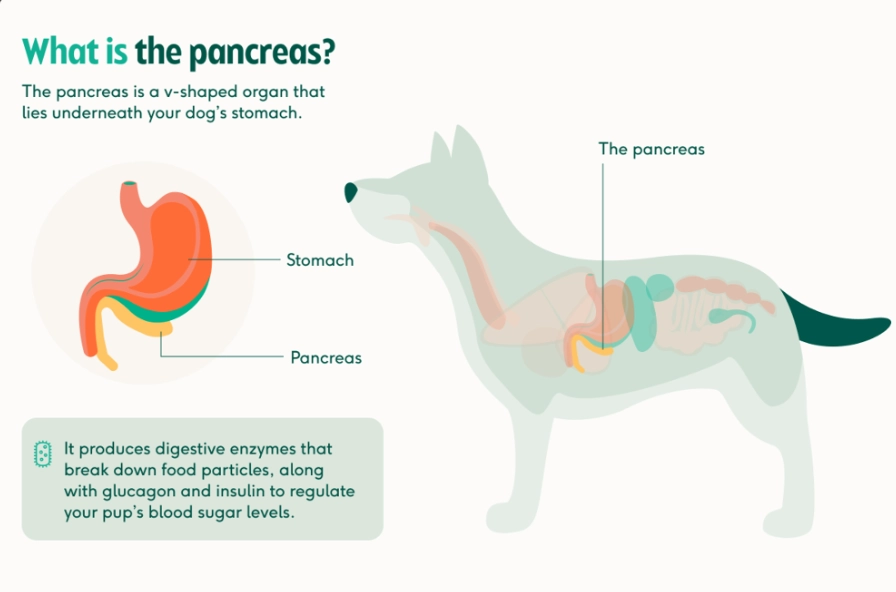 dog pancreatitis symptoms