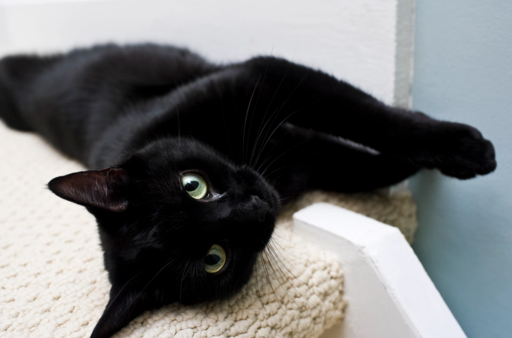 black cat care guide