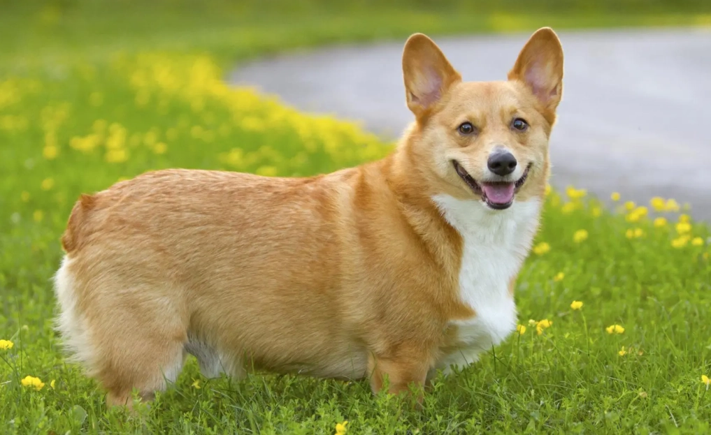 breed pembroke welsh corgi
