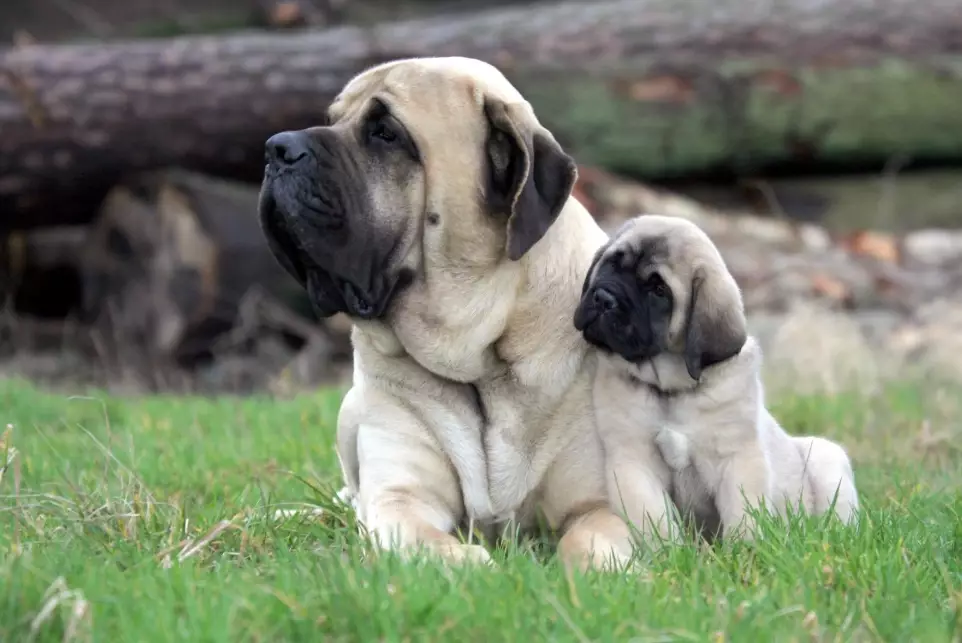 gentle giant dog breeds