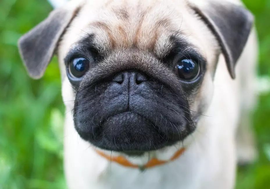 pug