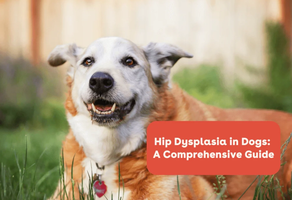 dog hip dysplasia treatment