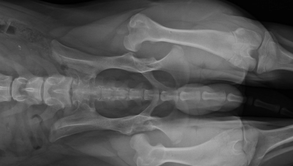Hip Dysplasia in Dogs: Symptoms, Treatment, and Prevention