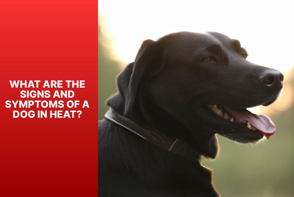 dog heat cycle