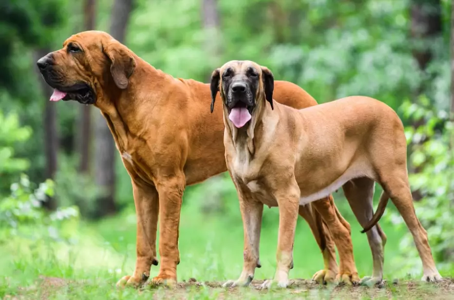 gentle giant dog breeds