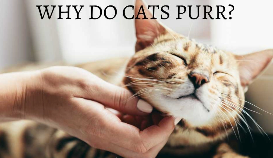 cat purring meaning