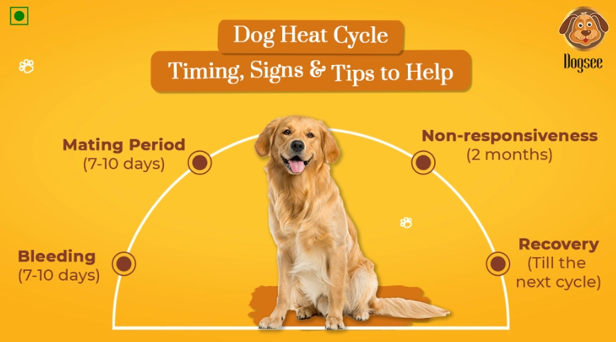 how long do dogs stay in heat