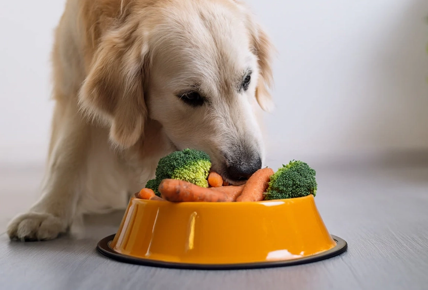 can dogs eat carrots