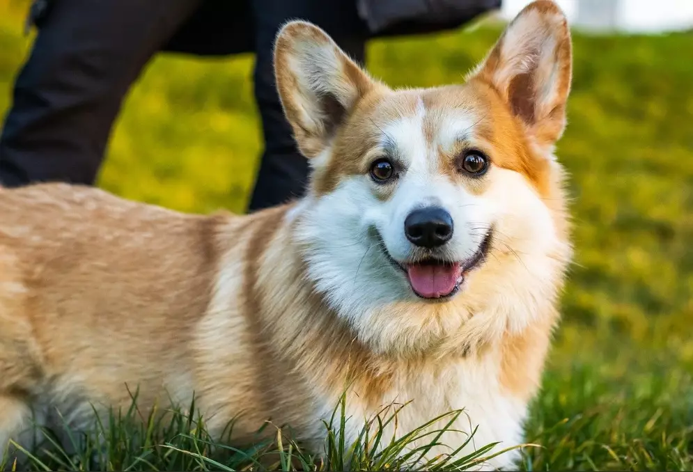 pembroke welsh corgi breeding