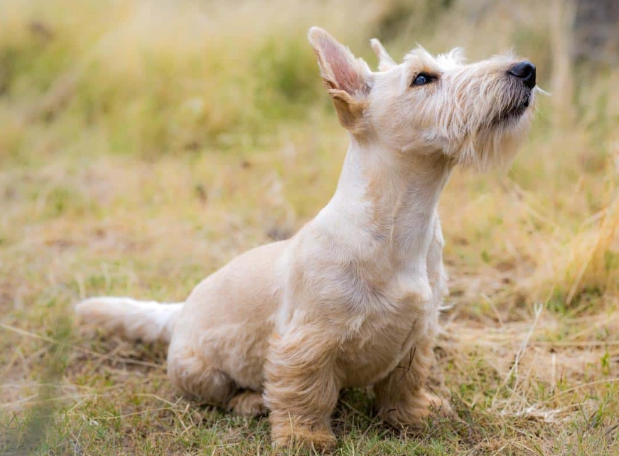 terrier dog temperament
