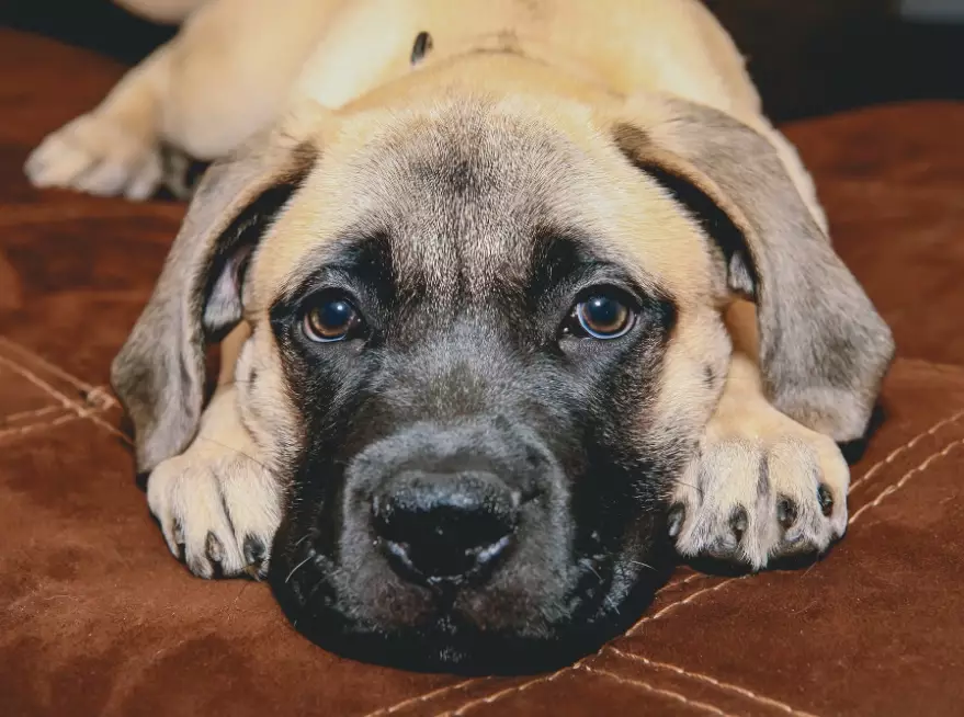 gentle giant dog breeds