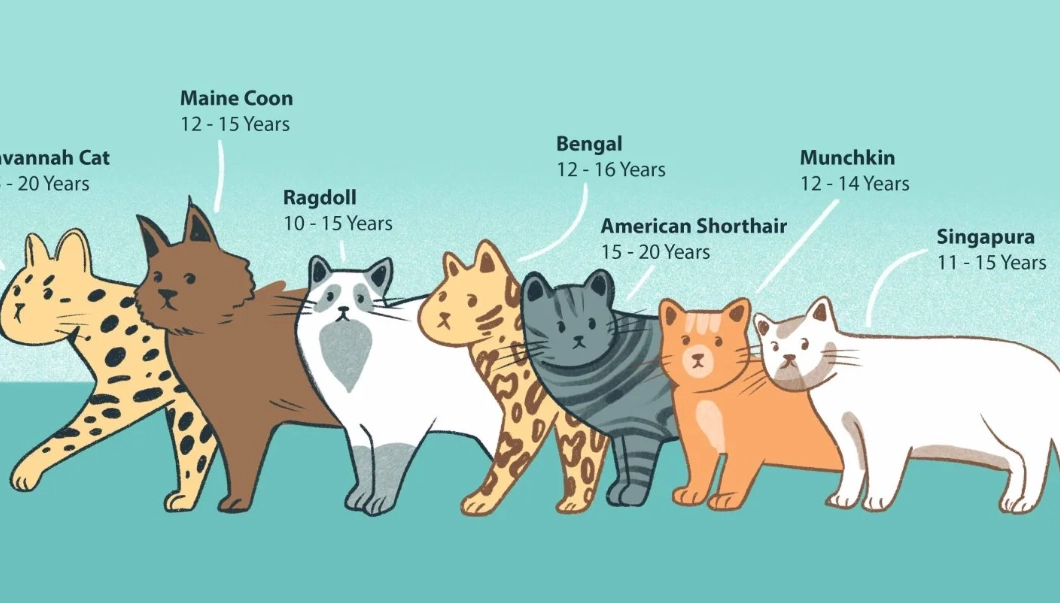 how long do cats live