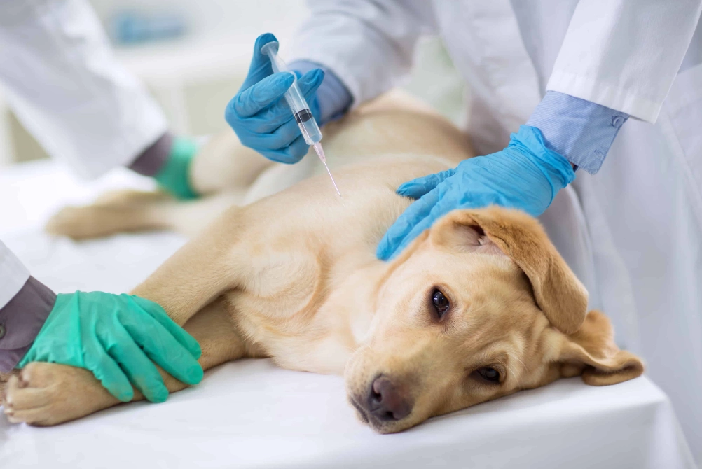 core vaccines for dogs