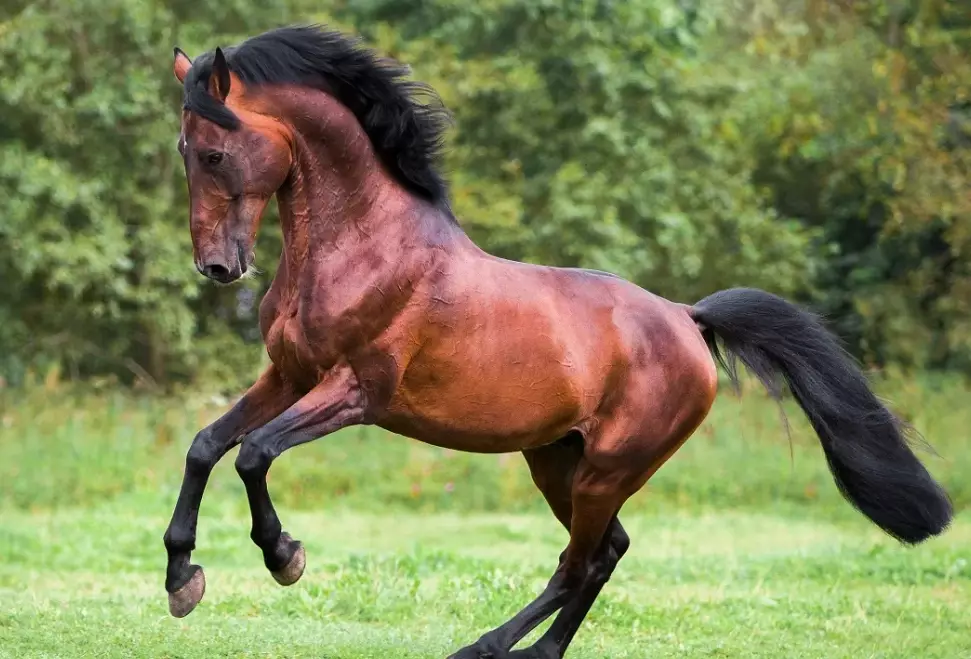 how to deworm a horse