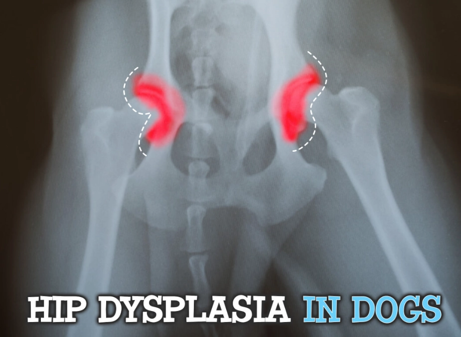 hip dysplasia symptoms