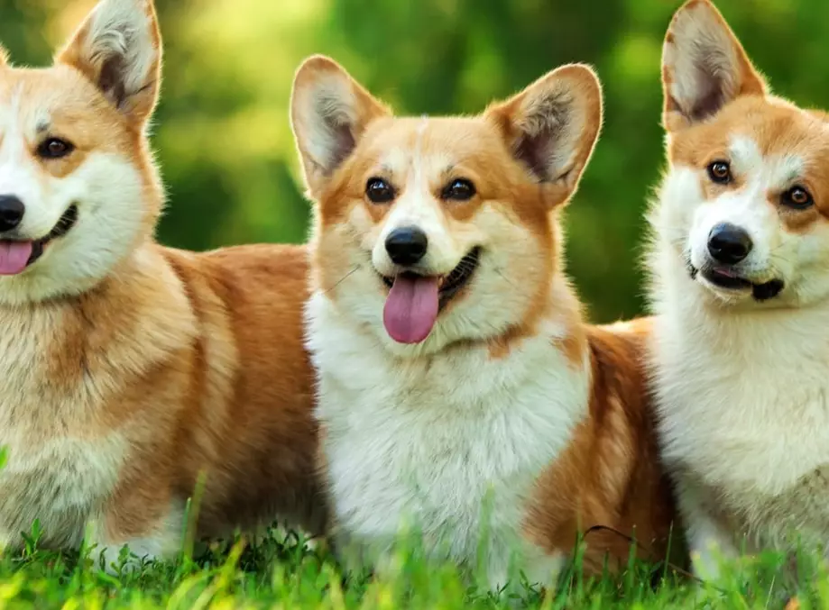 pembroke corgi breeder guide