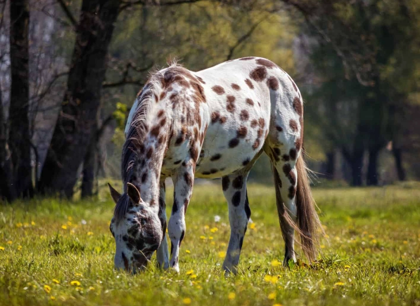 ivermectin for horses