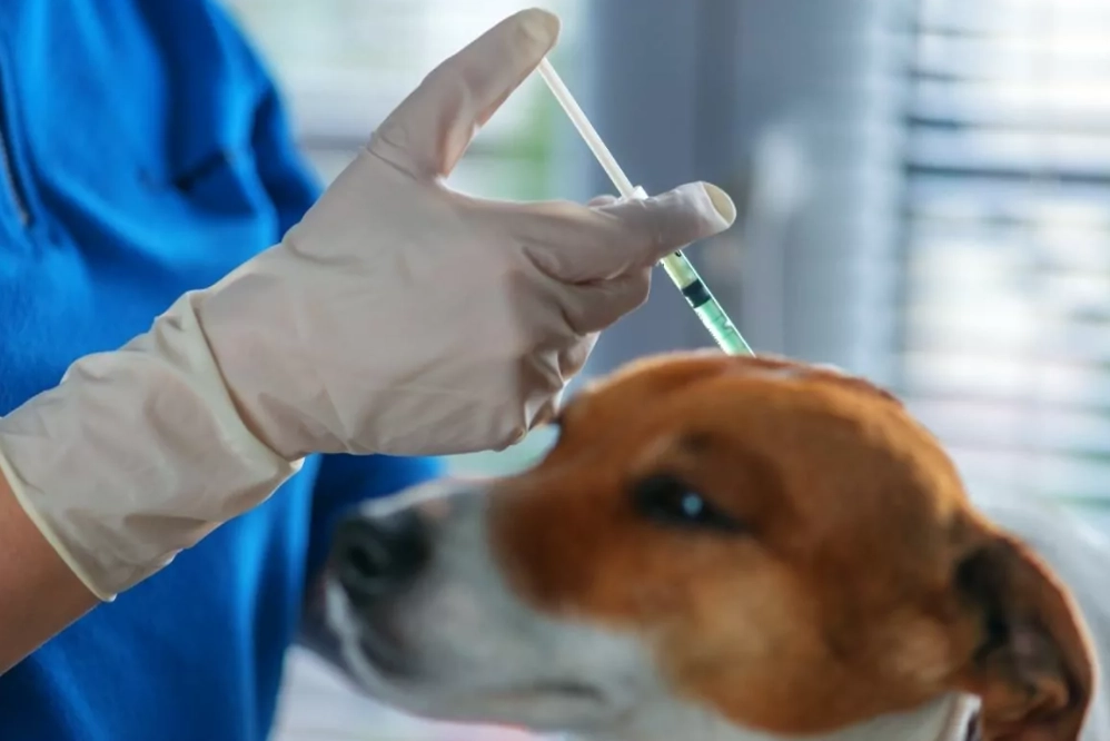 Dog Injection Schedule: Complete Vaccination Guide for Puppies & Adults