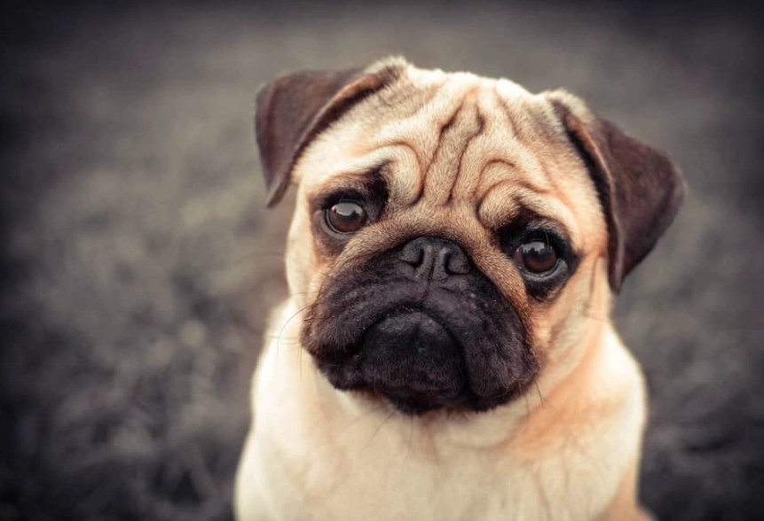 pug health problems