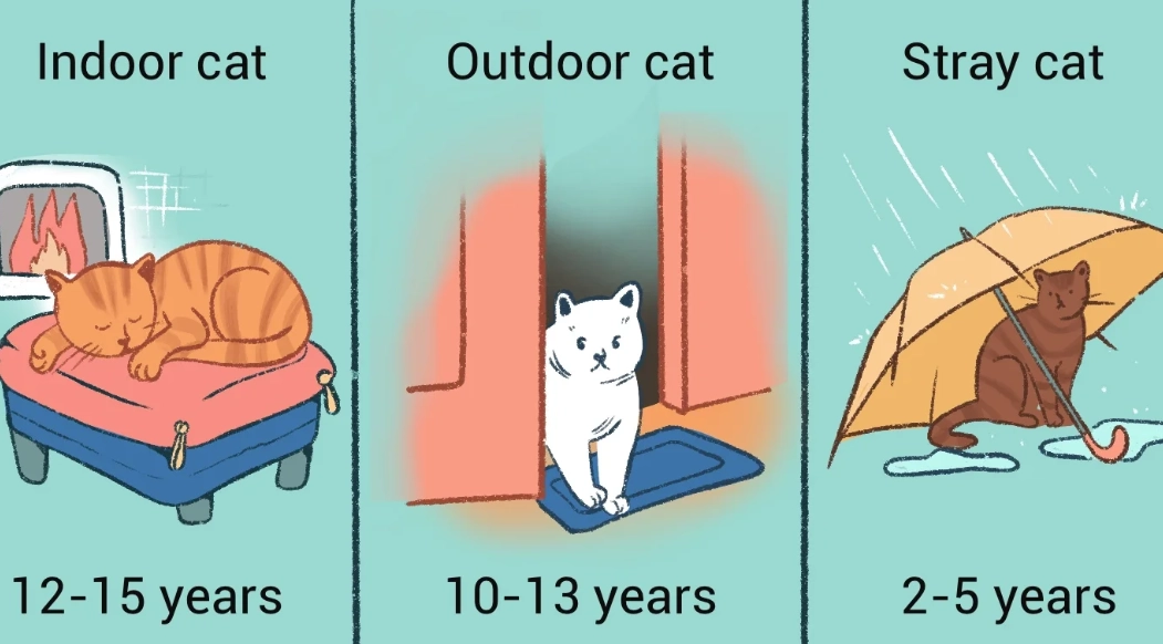 how long do indoor cats live