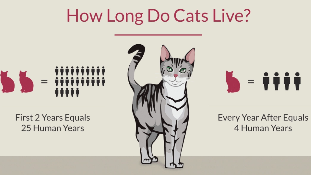 cat lifespan