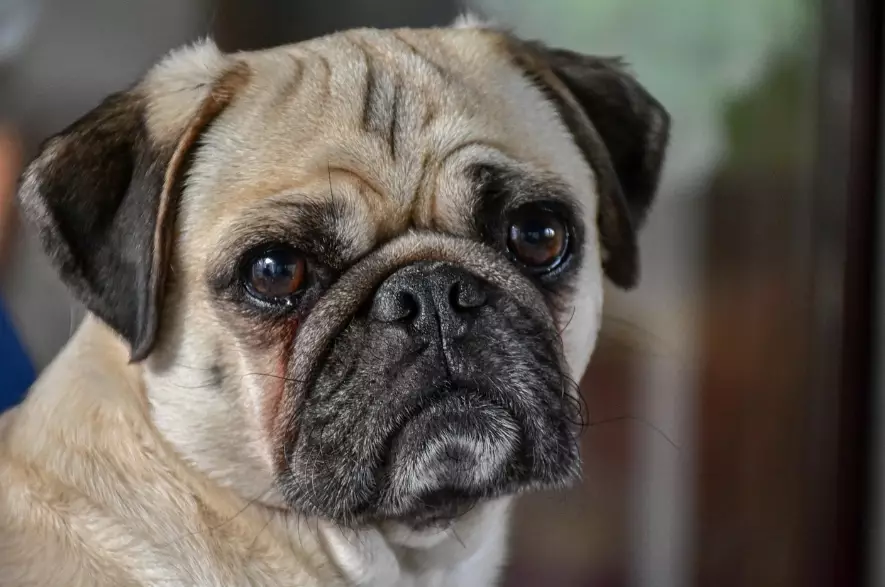 pug health problems
