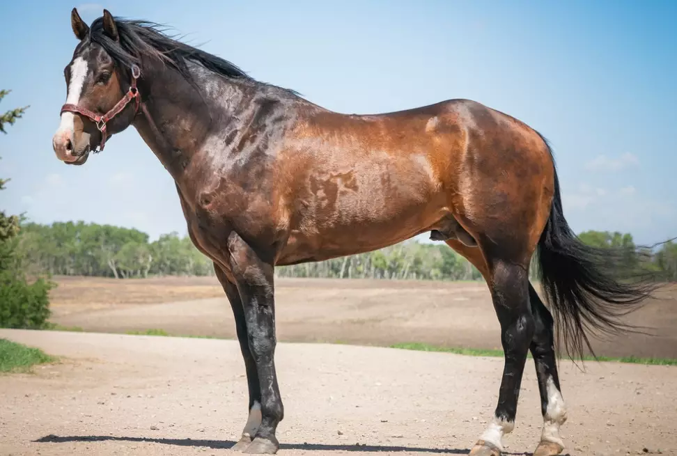 ivermectin for horses