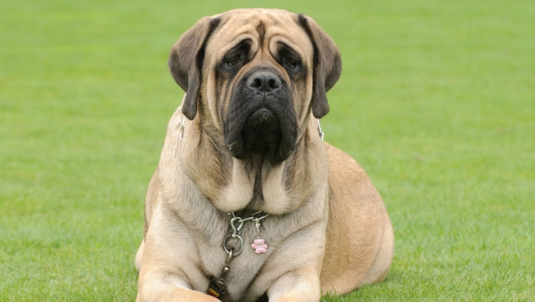 large breed dog care