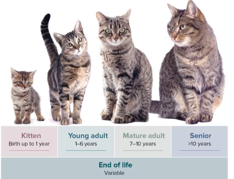 how long do indoor cats live