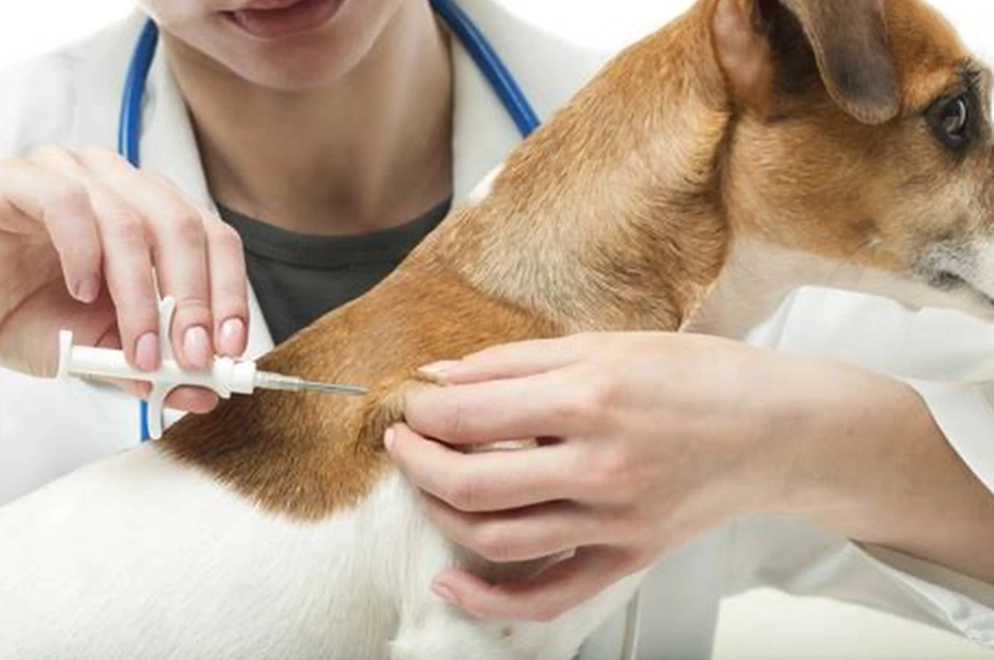 dog vaccination schedule