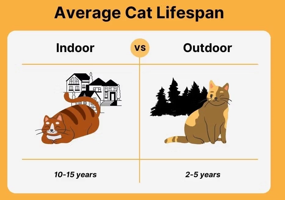 average cat lifespan