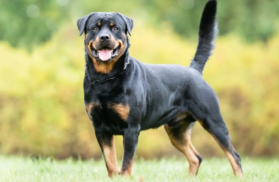 Rottweiler temperament