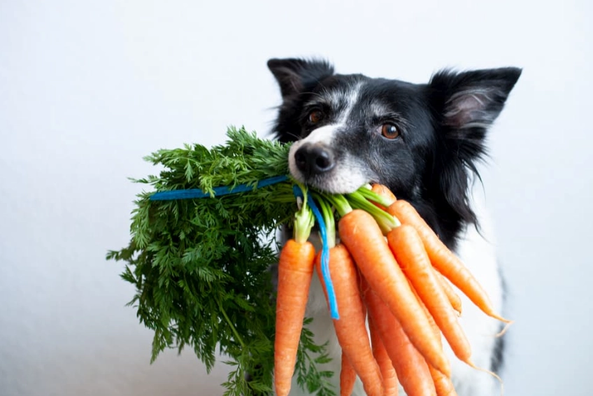 safe vegetables for dogs