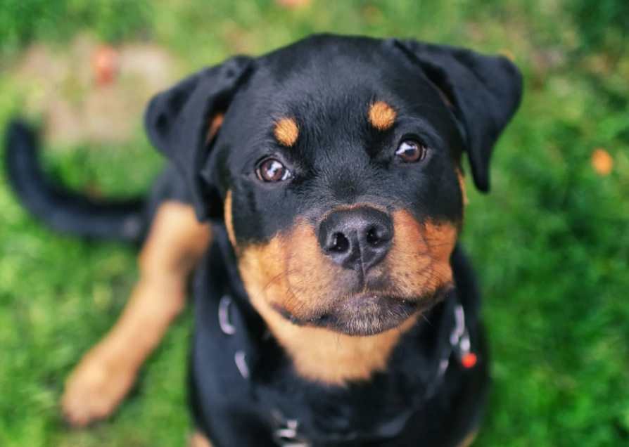 Rottweiler care