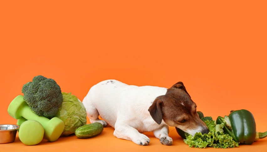 safe vegetables for dogs