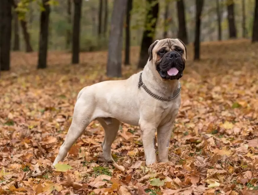 large breed dog care