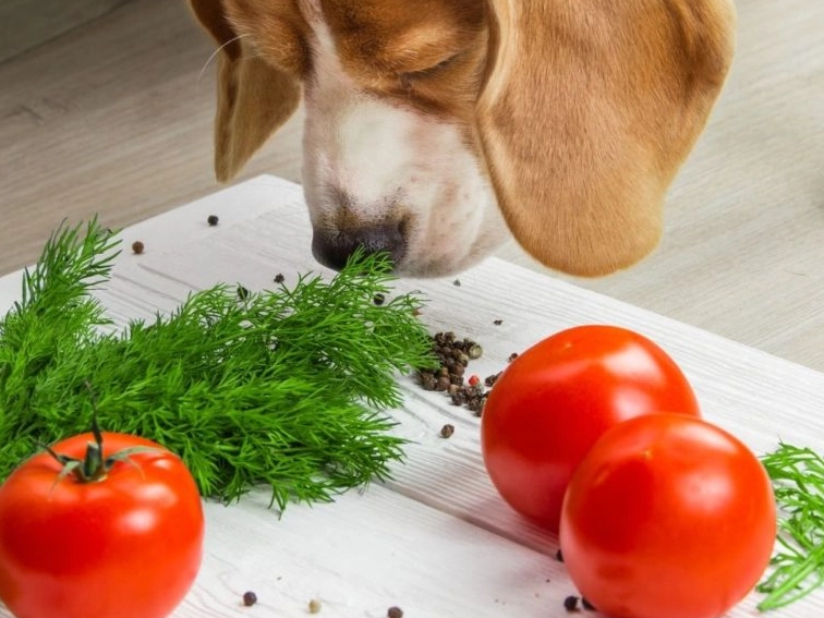dog-friendly vegetables