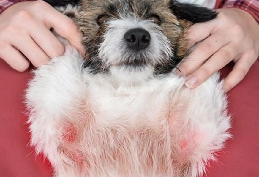 how to treat fleas on dogs