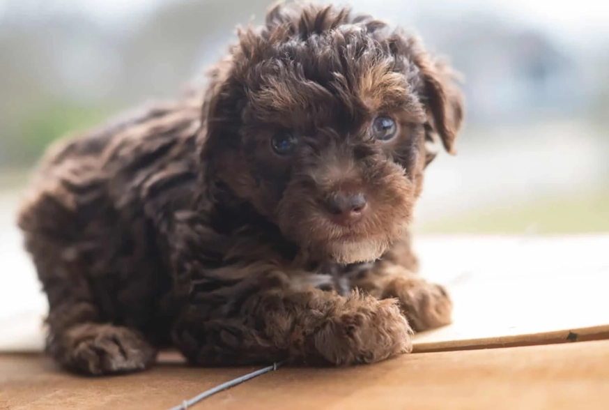 yorkie poo full grown