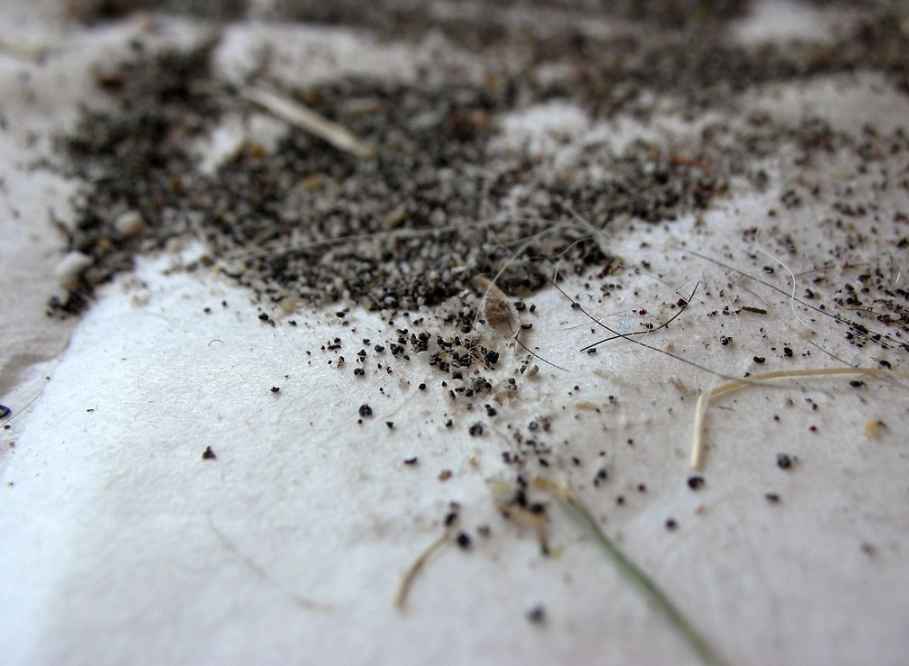 how to get rid of flea dirt