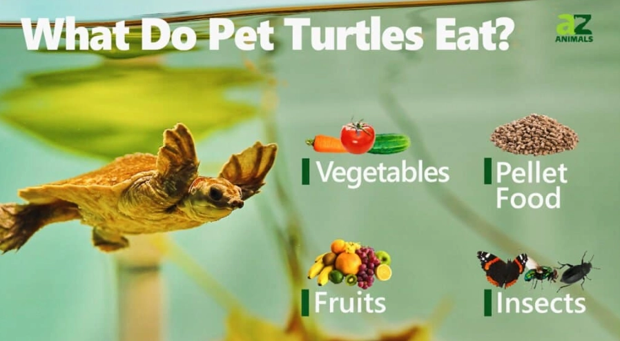 what do turtles eat